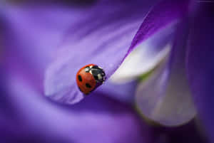 A Colorful Ladybug On An Iphone Wallpaper
