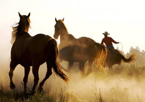 A Cowboy Taking Great Care Of His Horses Wallpaper