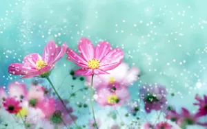 A Cute And Vibrant Daisy In The Sunshine. Wallpaper