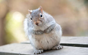 A Cute Eastern Gray Squirrel Wallpaper