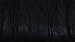A Dark Forest With Trees And A Lamp Wallpaper