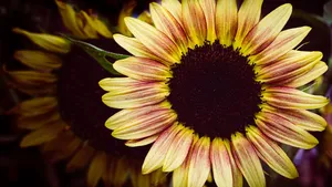 A Dark Sunflower, Contrasting Yet Beautiful Wallpaper