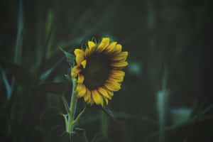 A Dark Sunflower In Full Bloom Wallpaper