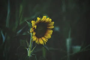 A Dark Sunflower In Full Bloom Wallpaper