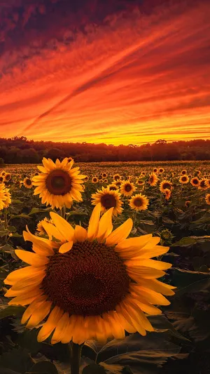 A Dark Sunflower Pointing To The Sky Wallpaper