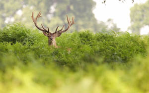 A Deer Hides In The Grass Wallpaper