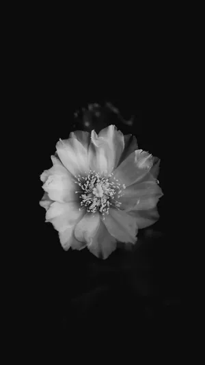 A Delicate Flower In Black And White Wallpaper