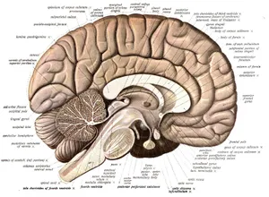 A Diagram Of The Brain With Labels Wallpaper