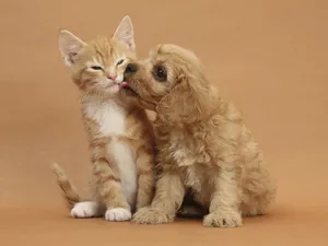 A Dog And Cat Sharing A Sweet Moment Wallpaper