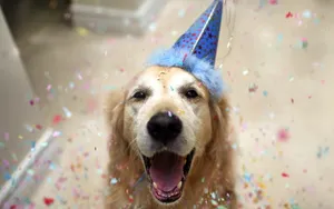 A Dog Wearing A Party Hat Wallpaper