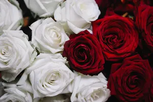 A Dozen Of Red And White Roses Wallpaper