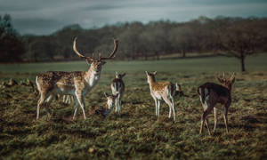 A Family Of Deer Grazing In A Grassland Wallpaper