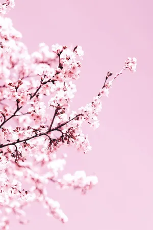 A Fascinating View Of Nature - A Breathtakingly Beautiful Pink Cherry Blossom Tree Wallpaper
