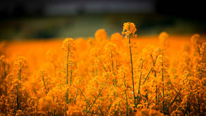 A Field Of Golden Grass And Colorful Flowers Wallpaper