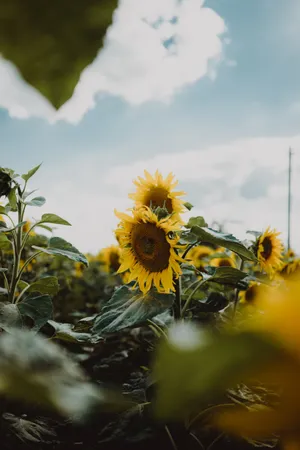 A Field Of Sunflowers In Full Bloom Wallpaper