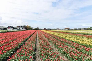 A Field Of Tulips With Many Different Colors Wallpaper