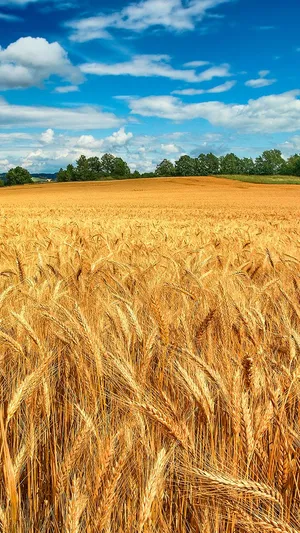 A Field Of Wheat Wallpaper