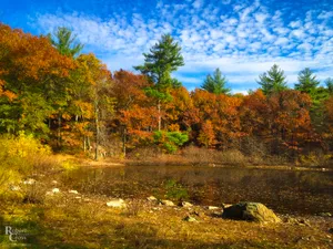 A Field Of Yellow And Orange Leaves In New England During Autumn Wallpaper