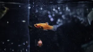 A Fish Swimming In A Dark Aquarium Wallpaper