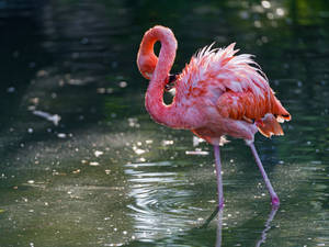 A Flamingo Cleaning Its Feathers Wallpaper