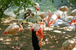 A Flock Of Beautiful, Graceful Flamingos Enjoying A Peaceful Afternoon In The Shade. Wallpaper