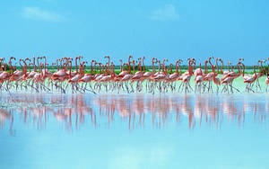 A Flock Of Flamingos In A Shallow Lake. Wallpaper