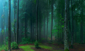 A Forest With A Path And Trees Wallpaper