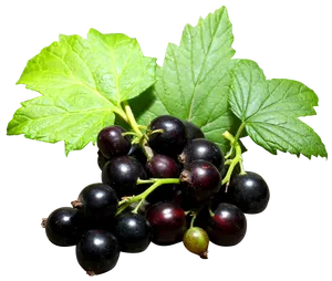A Fresh Blackcurrant Wallpaper