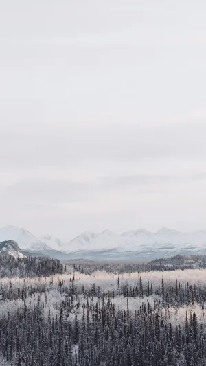A Fresh Scene Of Winter With An Iphone 6 Plus Wallpaper