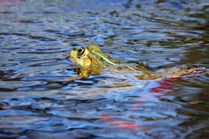 A Frog Taking A Refreshing Dip Wallpaper