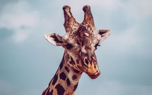 A Funny Giraffe Doing Its Thing Wallpaper