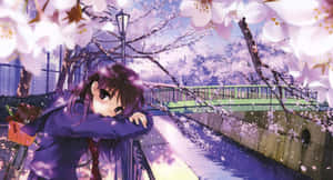 A Girl Is Sitting On A Bridge Under Cherry Blossoms Wallpaper