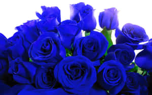 A Gorgeous Blue Rose Standing Vibrant In Front Of A Blurred Background. Wallpaper