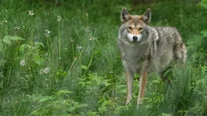 A Gorgeous Gray Wolf Surrounded By Dandelions Wallpaper