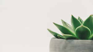 A Green Plant In A Concrete Pot Wallpaper