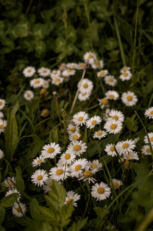 A Happy Bouquet Of Daisies Against A Bright, Green Background Wallpaper