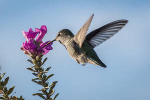 A Hummingbird Sipping Nectar From A Colorful Flower Wallpaper