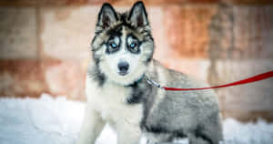 A Husky Dog Is Standing In The Snow Wallpaper