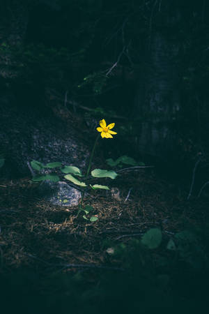 A Journey Of Solitude: Embracing The Single Life Wallpaper