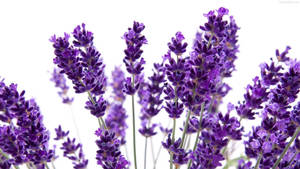 A Lavendar Bloom In The Midst Of White Light Wallpaper