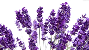 A Lavendar Bloom In The Midst Of White Light Wallpaper