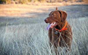 A Leisurely Day On The Golf Course With Man's Best Friend. Wallpaper