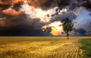 A Lone Tree In A Field Under A Stormy Sky Wallpaper
