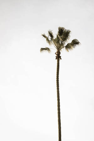 A Lonely Palm Tree Wallpaper