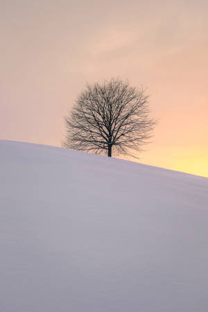 A Lonely Tree Standing Atop A Snowy Hill Wallpaper