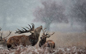 A Loving Couple Of Deer Enjoying The Winter Snowfall. Wallpaper