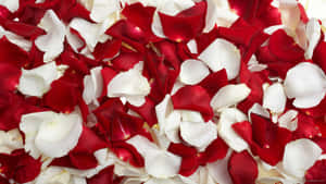 A Lush Bouquet Of Deep Red Roses Against A Bright And Vibrant Background Wallpaper