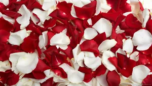 A Lush Bouquet Of Deep Red Roses Against A Bright And Vibrant Background Wallpaper