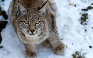 A Lynx In The Snow Wallpaper