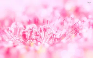 A Macro Shot Of A Gorgeous Pink Flower Wallpaper